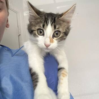 Bree -  Domestic Short Hair Cat for Adoption in Midland, Texas - Bree | PetCurious