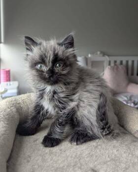 Olive -  Domestic Medium Hair Cat for Adoption in Toronto, Ontario - Olive | PetCurious