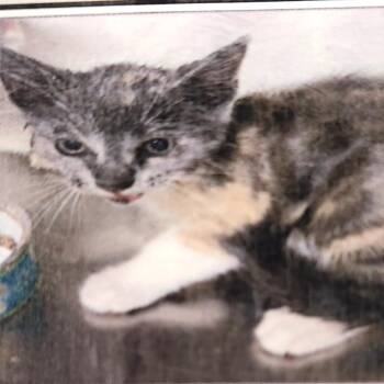Palladium -  Domestic Short Hair Cat for Adoption in Winston-salem, North Carolina - Palladium | PetCurious