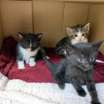 Domestic Short Hair Cats Available for Adoption in Los Angeles, California - Frippet | PetCurious