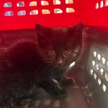 Nazuna -  Domestic Short Hair Cat for Adoption in Allentown, Pennsylvania - Nazuna | PetCurious
