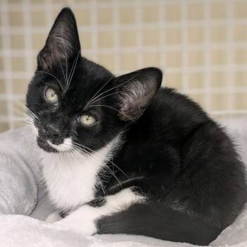 Domestic Short Hair Cats Available for Adoption in Buffalo, New York - Yukon | PetCurious