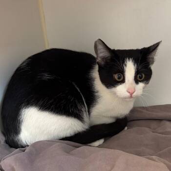 Domestic Short Hair Cats Available for Adoption in Naperville, Illinois - Jersey | PetCurious