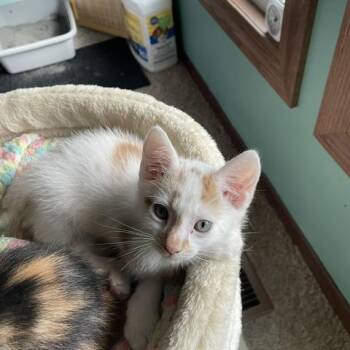 Kota C12089 -  Domestic Short Hair Cat for Adoption - Kota C12089 | PetCurious