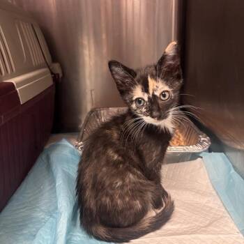 Nike -  Domestic Short Hair Cat for Adoption in Salt Lake City, Utah - Nike | PetCurious