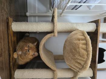 Domestic Short Hair Cats Available for Adoption - Clementine | PetCurious