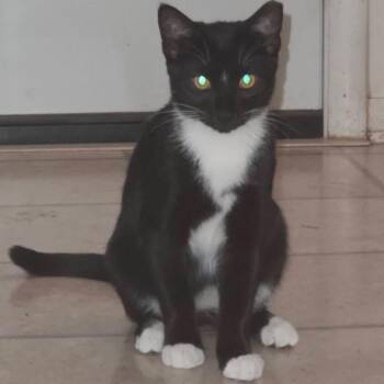Zander -  Domestic Short Hair Cat for Adoption in Medina, Ohio - Zander | PetCurious