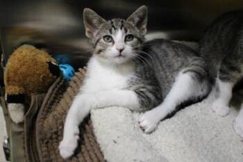 Domestic Short Hair Cats Available for Adoption in Kansas City, Missouri - Stars | PetCurious