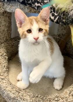 Lovu -  Domestic Short Hair and Dilute Calico Cat for Adoption in Englewood, Florida - Lovu | PetCurious
