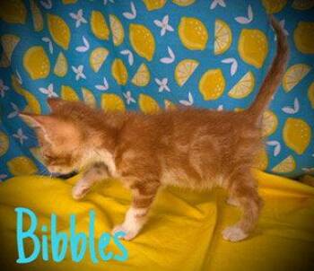 Domestic Short Hair and Tabby Cats Available for Adoption in Pleasanton, Texas - Bibbles | PetCurious