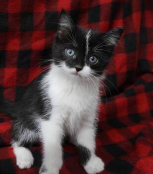 Rescue Domestic Short Hair Cats for Adoption in Thief River Falls, Minnesota - Elsin | PetCurious