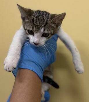 Clover -  Domestic Short Hair Cat for Adoption in Honolulu, Hawaii - Clover | PetCurious