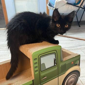 Fallon -  Domestic Short Hair Cat for Adoption in Granville, Ohio - Fallon | PetCurious