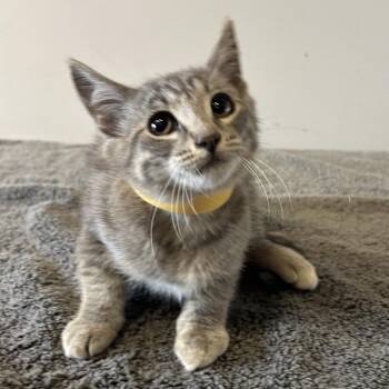 IVHS-Stray-140160 -  Domestic Short Hair Cat for Adoption in San Gabriel, California - IVHS-Stray-140160 | PetCurious