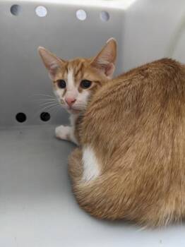 Mango -  Domestic Short Hair Cat for Adoption in Daytona Beach, Florida - Mango | PetCurious