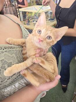 Penelope -  Domestic Short Hair Cat for Adoption in St. Cloud, Florida - Penelope | PetCurious