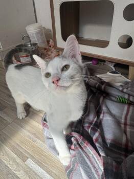 Uraka -  Domestic Short Hair Cat for Adoption in Topeka, Kansas - Uraka | PetCurious