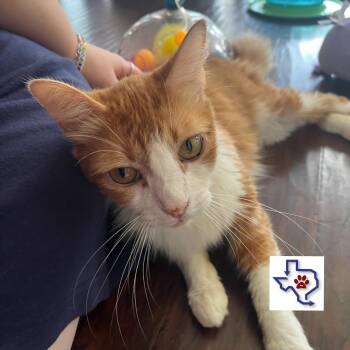 Oscar -  Domestic Short Hair Cat for Adoption in Houston, Texas - Oscar | PetCurious
