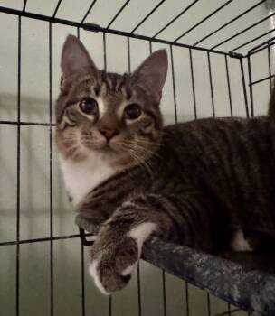 Rescue Domestic Short Hair Cats for Adoption in Raleigh, North Carolina - Barbecue | PetCurious