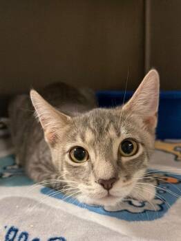 Loud Mouth Lucy (Petsmart) -  Domestic Short Hair Cat for Adoption in Ocala, Florida - Loud Mouth Lucy (Petsmart) | PetCurious