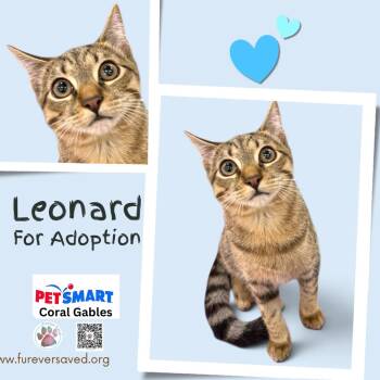 Leonard -  Domestic Short Hair Cat for Adoption in Miami, Florida - Leonard | PetCurious