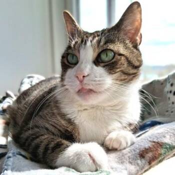 Pam -  Domestic Short Hair Cat Available for Adoption in Belmont, New York - Pam | PetCurious