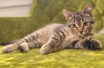 Crosby -  Extra Toes Cat Hemingway Polydactyl and Tabby Cat for Adoption in Skyline, Minnesota - Crosby | PetCurious