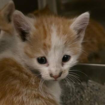 Domestic Short Hair Cats Available for Adoption in Council Bluffs, Iowa - Ophelia | PetCurious