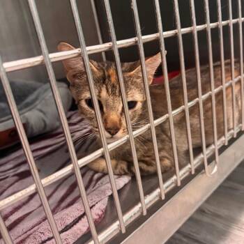 Martha -  Domestic Short Hair Cat for Adoption in Lake Jackson, Texas - Martha | PetCurious