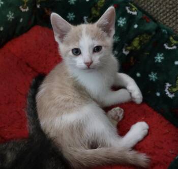 Creamsicle -  Domestic Short Hair Cat for Adoption in Rossville, Tennessee - Creamsicle | PetCurious