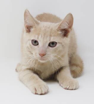 Valor cannot be any sweeter or cuddlier - OLD ENOUGH TO GO SOLO -  Tabby Cat for Adoption in Bedford Hills, New York - Valor Cannot Be Any Sweeter Or Cuddlier - OLD ENOUGH TO GO SOLO | PetCurious