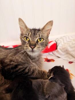 Paloma -  Domestic Short Hair Cat for Adoption in Thousand Oaks, California - Paloma | PetCurious