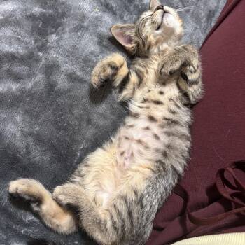 Destiny *Meet me at Eagan Petsmart* -  Domestic Short Hair Cat for Adoption in Buffalo, Minnesota - Destiny *Meet Me At Eagan Petsmart* | PetCurious