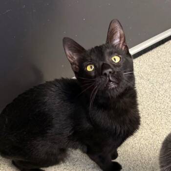 Domestic Short Hair Cats Available for Adoption in Naperville, Illinois - Miloh - Bonded With Gizmo | PetCurious