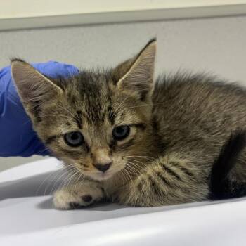 Bryson -  Domestic Short Hair Cat for Adoption in Tampa, Florida - Bryson | PetCurious