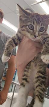 Eloise -  Domestic Short Hair Cat for Adoption in Athens, Tennessee - Eloise | PetCurious