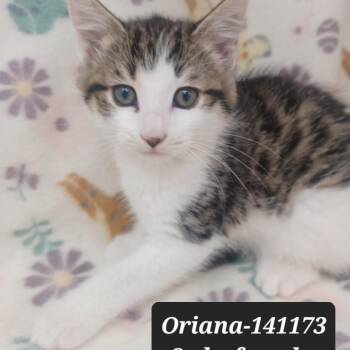 Domestic Short Hair Cats Available for Adoption in New Tazewell, Tennessee - Oriana | PetCurious