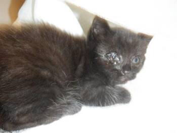 SPAROW -  Domestic Short Hair Cat for Adoption in San Jose, California - SPAROW | PetCurious