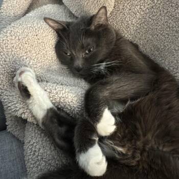 Charlie -  Domestic Short Hair Cat for Adoption in Las Vegas, Nevada - Charlie | PetCurious