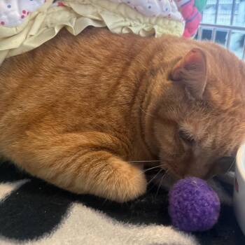 Cupcake -  Manx Cat for Adoption - Cupcake | PetCurious