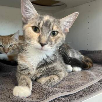 Ollie -  Domestic Short Hair Cat for Adoption in Roanoke, Virginia - Ollie | PetCurious