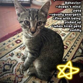 Munchie -  Domestic Short Hair Cat for Adoption in Norman, Oklahoma - Munchie | PetCurious