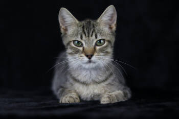 Rescue Domestic Short Hair Cats for Adoption in Lewisburg, Tennessee - Felix | PetCurious