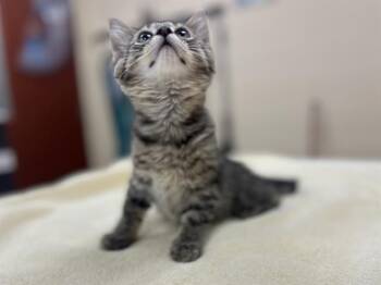 DEAN -  Domestic Short Hair Cat for Adoption in Aliquippa, Pennsylvania - DEAN | PetCurious
