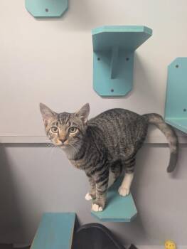 La Llorona -  Domestic Short Hair Cat for Adoption in Plymouth, Connecticut - La Llorona | PetCurious