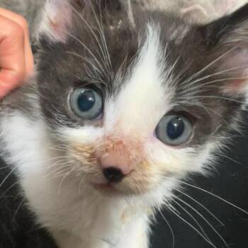 Domestic Short Hair Cats Available for Adoption in Incline Village, Nevada - Hebes | PetCurious