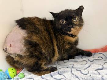 Domestic Short Hair Cats Available for Adoption - Mia | PetCurious