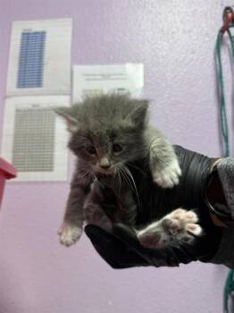 61089079 -  Domestic Long Hair Cat for Adoption in El Paso, Texas - 61089079 | PetCurious