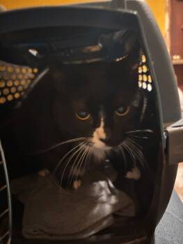 Rescue Domestic Short Hair Cats for Adoption in Grand Rapids, Michigan - Daisy | PetCurious