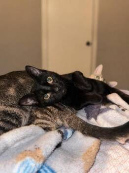 Clarice -  Bombay and Domestic Short Hair Cat for Adoption in Liverpool, Texas - Clarice | PetCurious